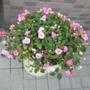 ヒメ日記 2026/02/21 20:52 投稿 ヒロコ 人妻生レンタル