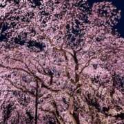 ヒメ日記 2025/04/04 22:50 投稿 リツコ 人妻生レンタル