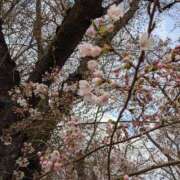 ヒメ日記 2025/04/12 20:30 投稿 リツコ 人妻生レンタル