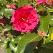 ヒメ日記 2026/03/23 22:20 投稿 カンナ 人妻生レンタル