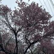 ヒメ日記 2026/04/02 15:20 投稿 カンナ 人妻生レンタル