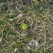 ヒメ日記 2025/03/26 13:20 投稿 レイコ 人妻生レンタル