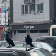 ヒメ日記 2025/06/10 11:00 投稿 レイコ 人妻生レンタル