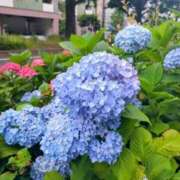 ヒメ日記 2025/06/21 13:10 投稿 レイコ 人妻生レンタル