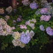 ヒメ日記 2025/07/17 14:26 投稿 レイコ 人妻生レンタル