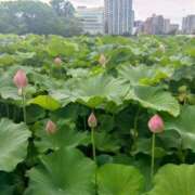 ヒメ日記 2025/07/27 14:20 投稿 レイコ 人妻生レンタル