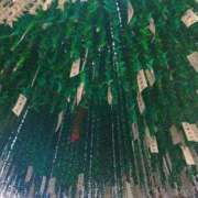 ヒメ日記 2025/08/09 00:10 投稿 レイコ 人妻生レンタル