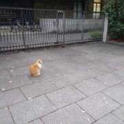 ヒメ日記 2025/08/28 14:20 投稿 レイコ 人妻生レンタル