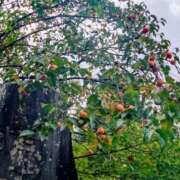 ヒメ日記 2025/10/22 23:20 投稿 レイコ 人妻生レンタル