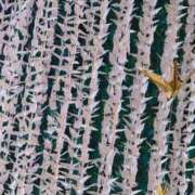 ヒメ日記 2025/08/06 19:40 投稿 タエ 人妻生レンタル