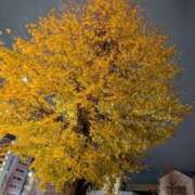 ヒメ日記 2025/12/06 00:10 投稿 タエ 人妻生レンタル