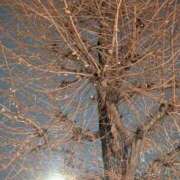 ヒメ日記 2026/01/01 23:23 投稿 タエ 人妻生レンタル