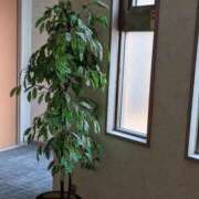 ヒメ日記 2026/03/10 16:09 投稿 タエ 人妻生レンタル