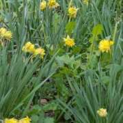 タエ こんにちは😊 人妻生レンタル