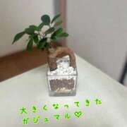 ヒメ日記 2025/06/04 16:20 投稿 イナホ 人妻生レンタル