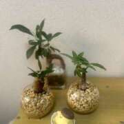 ヒメ日記 2025/11/30 14:40 投稿 イナホ 人妻生レンタル