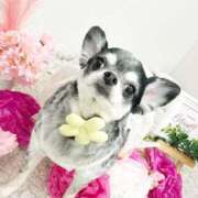 ヒメ日記 2025/04/14 16:43 投稿 まこ お姉さんSelect