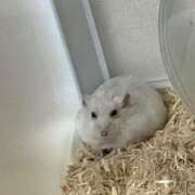 ヒメ日記 2026/01/23 09:02 投稿 あずさ BAD COMPANY（バッドカンパニー）