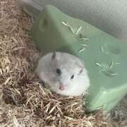 ヒメ日記 2026/01/24 10:48 投稿 あずさ BAD COMPANY（バッドカンパニー）