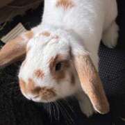 あずさ 日程変更 BAD COMPANY（バッドカンパニー）