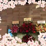 ヒメ日記 2026/04/08 10:17 投稿 みる 熟女家 堺東店