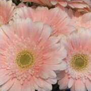 ヒメ日記 2025/03/04 07:31 投稿 三木 MadameRest(マダムレスト)