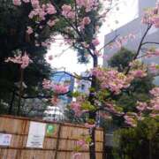 ヒメ日記 2025/03/16 10:49 投稿 三木 MadameRest(マダムレスト)