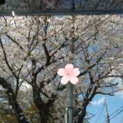 ヒメ日記 2025/04/05 13:05 投稿 三木 MadameRest(マダムレスト)