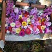 ヒメ日記 2025/04/30 09:24 投稿 三木 MadameRest(マダムレスト)