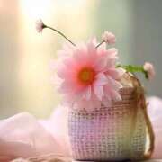 ヒメ日記 2025/07/02 15:42 投稿 三木 MadameRest(マダムレスト)