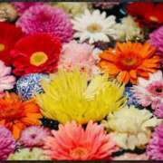 ヒメ日記 2025/07/16 09:57 投稿 三木 MadameRest(マダムレスト)