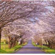 ヒメ日記 2025/04/01 19:14 投稿 華乃（はなの） PLUS難波店