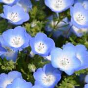 ヒメ日記 2025/05/11 11:14 投稿 華乃（はなの） PLUS難波店