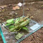 ヒメ日記 2025/11/06 09:14 投稿 かんな 東京メンズボディクリニック TMBC 秋葉原店