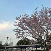 うに★SSS級！現役タレント★ ‪‪❤︎‬4月出勤候補‪‪❤︎‬ S級素人清楚系デリヘル chloe