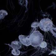 ヒメ日記 2025/03/02 14:37 投稿 うに★SSS級！現役タレント★ Chloe五反田本店　S級素人清楚系デリヘル