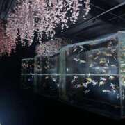 ヒメ日記 2025/03/03 22:03 投稿 うに★SSS級！現役タレント★ Chloe五反田本店　S級素人清楚系デリヘル