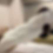 ヒメ日記 2025/11/15 20:03 投稿 さく かりんと池袋