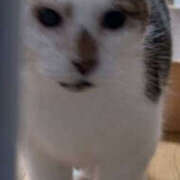 ヒメ日記 2025/03/13 20:48 投稿 佐野つかさ セクシーキャット 神田店