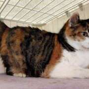 ヒメ日記 2025/03/16 02:03 投稿 佐野つかさ セクシーキャット 神田店