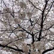 ヒメ日記 2025/04/11 14:45 投稿 佐野つかさ セクシーキャット 神田店