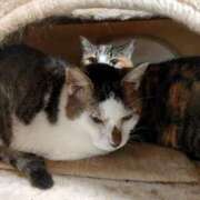 ヒメ日記 2025/04/30 11:01 投稿 佐野つかさ セクシーキャット 神田店