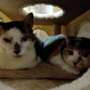 ヒメ日記 2025/05/07 20:20 投稿 佐野つかさ セクシーキャット 神田店