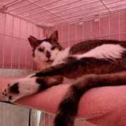 ヒメ日記 2025/05/17 12:18 投稿 佐野つかさ セクシーキャット 神田店