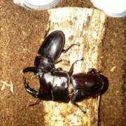 ヒメ日記 2025/05/25 22:55 投稿 佐野つかさ セクシーキャット 神田店