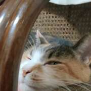 ヒメ日記 2025/06/19 20:56 投稿 佐野つかさ セクシーキャット 神田店