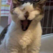 ヒメ日記 2025/06/20 18:23 投稿 佐野つかさ セクシーキャット 神田店