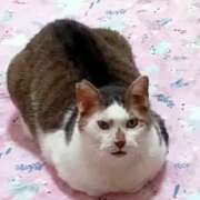 ヒメ日記 2025/06/22 19:35 投稿 佐野つかさ セクシーキャット 神田店