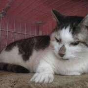 ヒメ日記 2025/07/02 15:48 投稿 佐野つかさ セクシーキャット 神田店