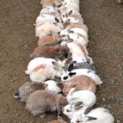 ヒメ日記 2025/07/19 17:42 投稿 佐野つかさ セクシーキャット 神田店